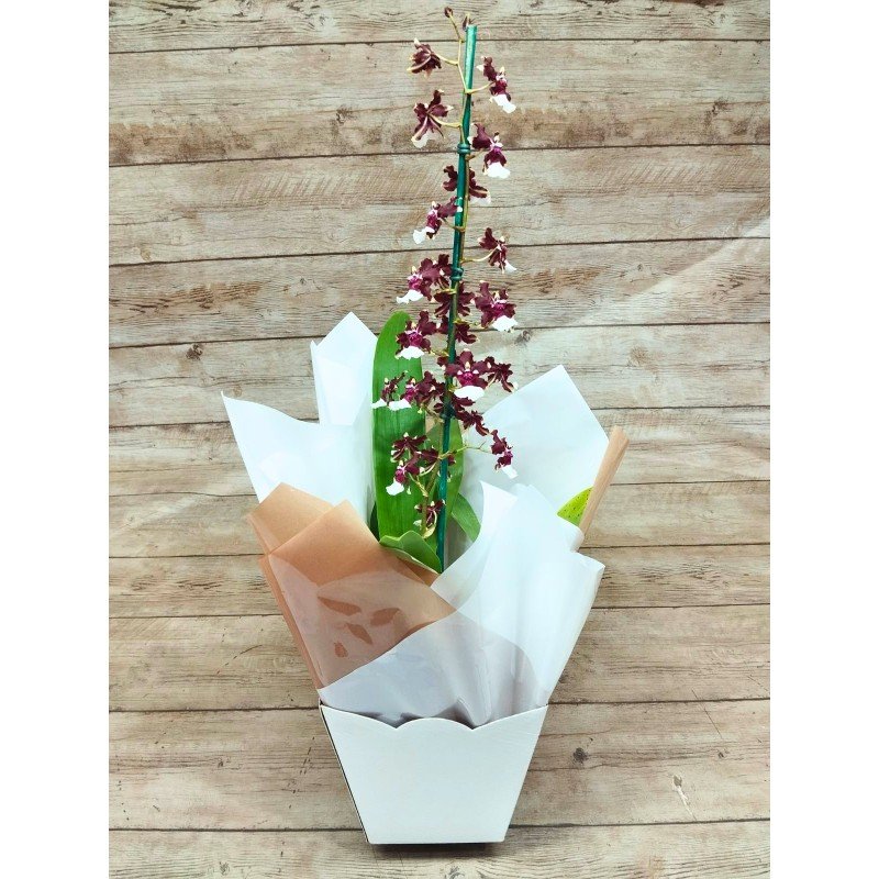 Oncidium Aka Baby  "Orquídea Chocolate"