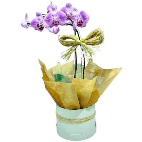 Orquídea Phalaenopsis 2 Hastes Pote 15