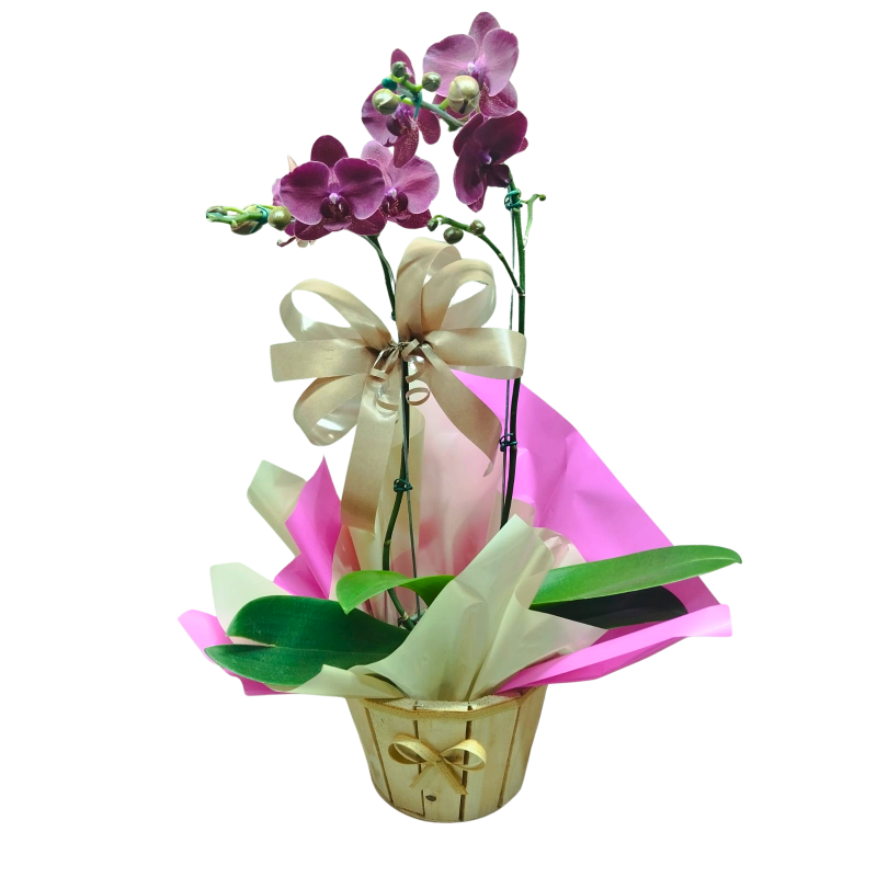 Orquídea Phalaenopsis 2 Hastes Pote 15 "Foto real do produto"