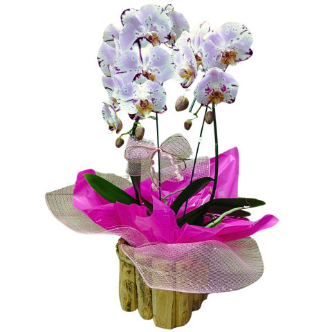 Orquídea Phalaenopsis 2 Hastes Pote 15