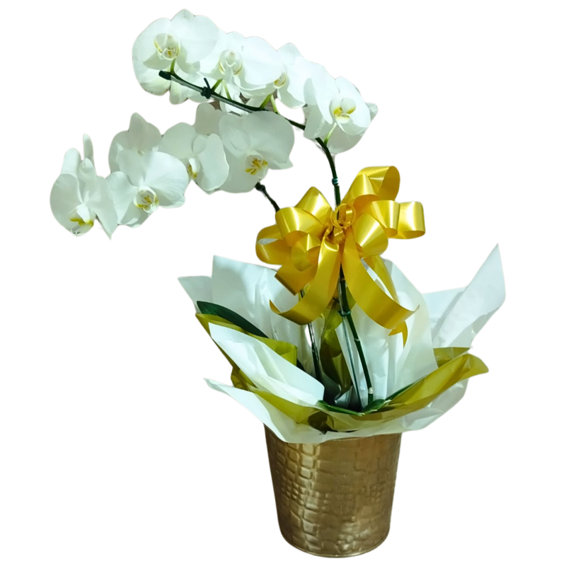 Orquídea Phalaenopsis 2 Hastes Pote 15 "Cor Variada"  