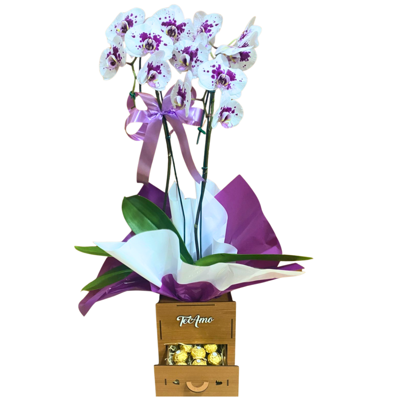 Orquídea Phalaenopsis 2 Hastes Pote 15 + Porte jóias + Bombom Orquídea Phalaenopsis 2 Hastes Pote 15 + Porte jóias + Bombom