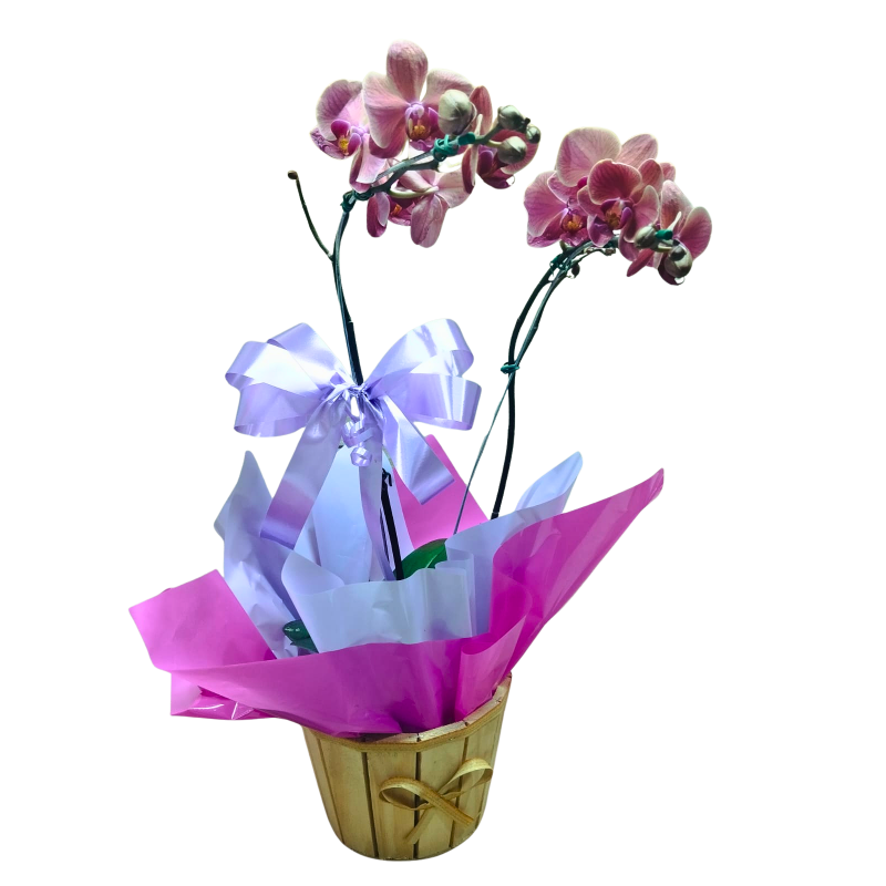 Orquídea Phalaenopsis 2 Hastes Pote 15 "Foto real do produto"
