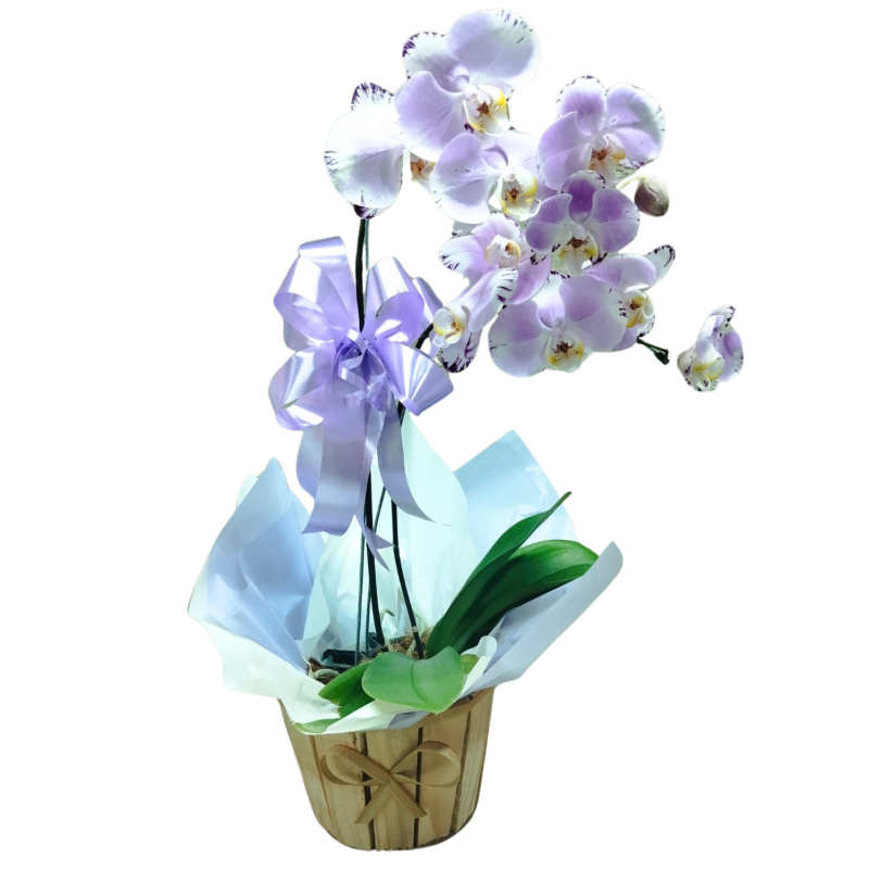 Orquídea Phalaenopsis 2 Hastes Pote 15 "Cor variada"