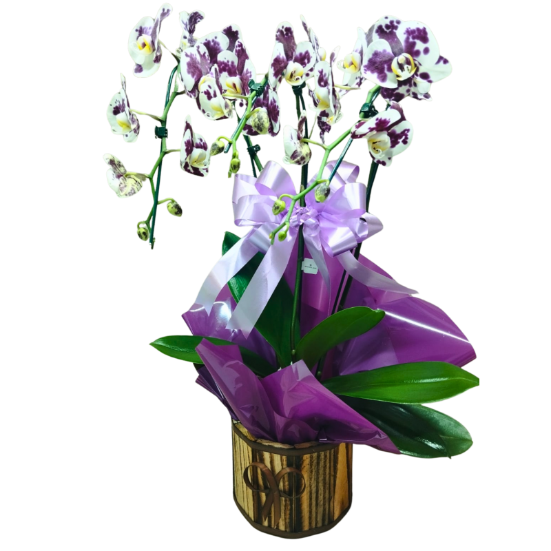 Orquídea Phalaenopsis Cascata 3 hastes pote 15 