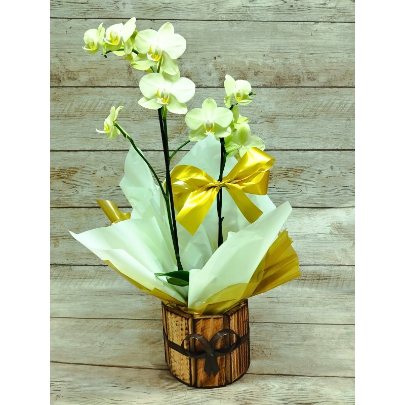 Mini Orquídea Pote 9 "Cor Variada" 
