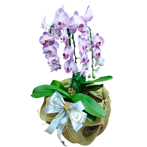 Orquídea Phalaenopsis Cascata 3 Hastes Pote 30 "Foto real do produto"