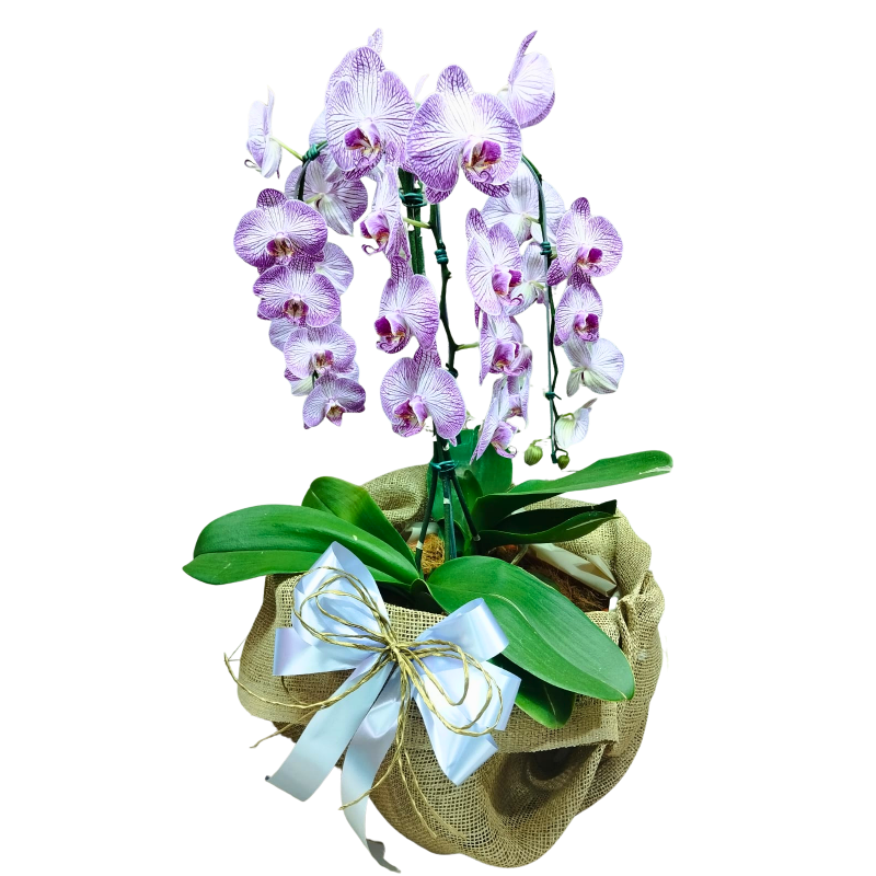 Orquídea Phalaenopsis Cascata 3 Hastes Pote 30 "Foto real do produto" Orquídea Phalaenopsis Cascata 3 Hastes Pote 30 "Foto real do produto"