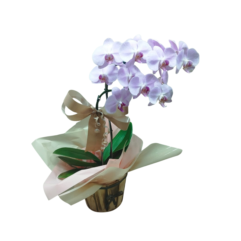 Orquídea Phalaenopsis 2 Hastes Pote 15 "Foto real do produto"