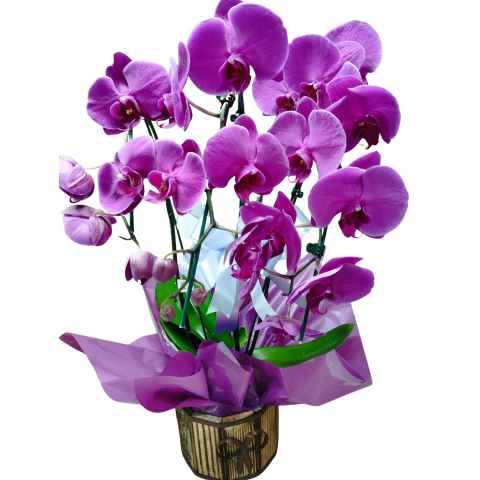 Orquídea Phalaenopsis Cascata 3 hastes pote 15