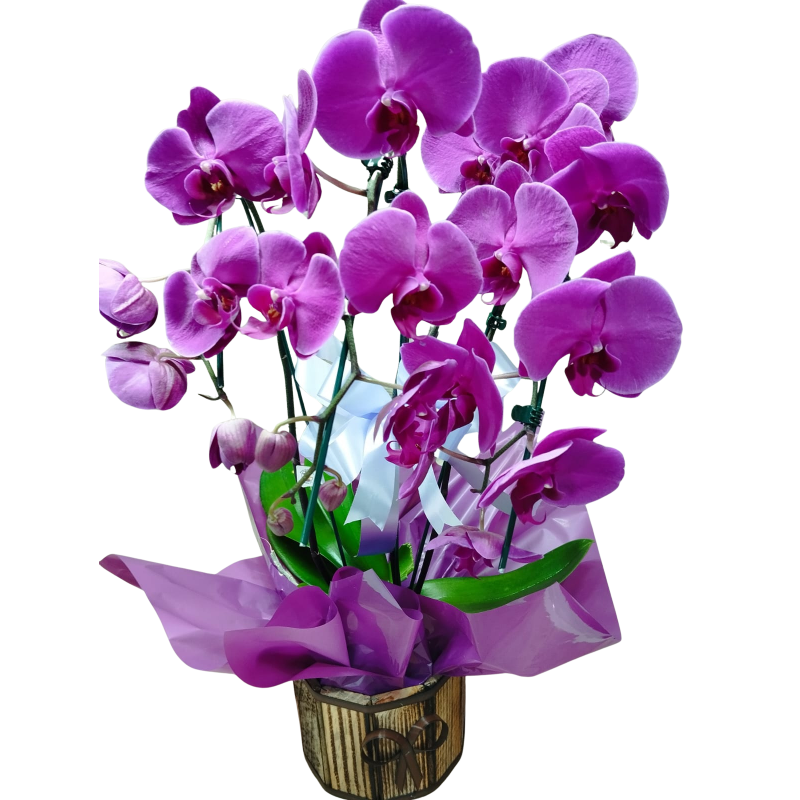 Orquídea Phalaenopsis Cascata 3 hastes pote 15