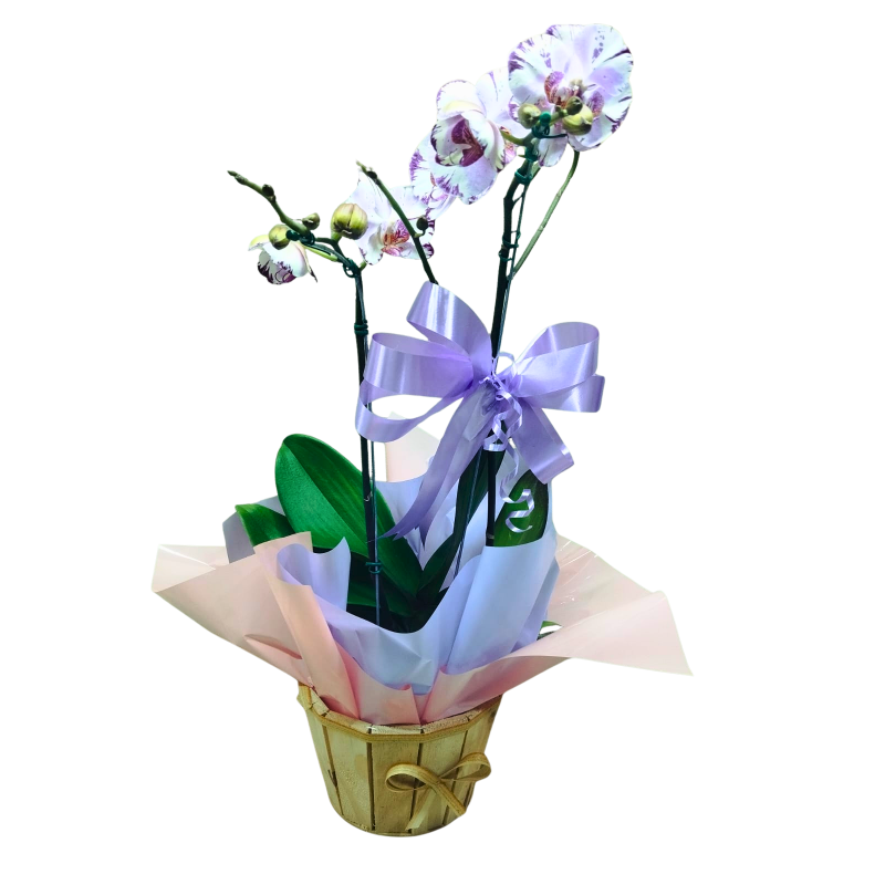 Orquídea Phalaenopsis 2 Hastes Pote 15 "Foto real do produto"