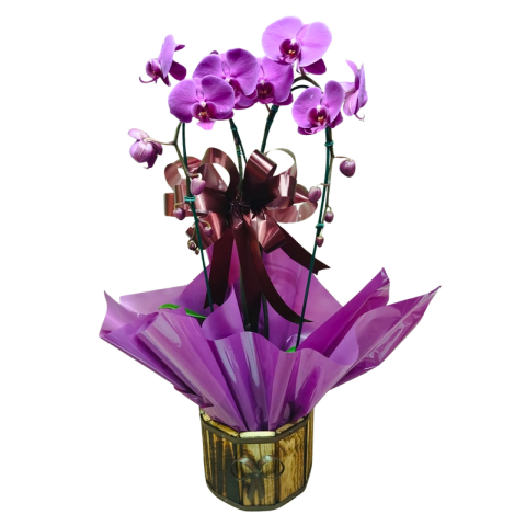 Orquídea Phalaenopsis Cascata 2 Hastes Pote 12