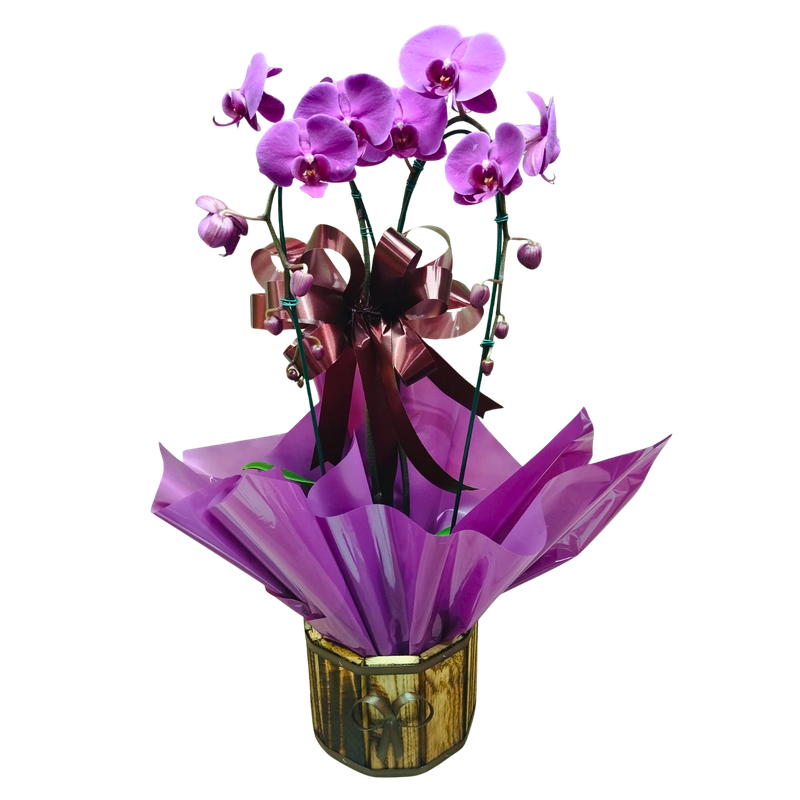 Orquídea Phalaenopsis Cascata 2 Hastes Pote 12 Orquídea Phalaenopsis Cascata 2 Hastes Pote 12