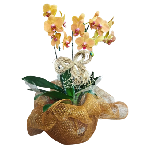 Orquídea Phalaenopsis 3 Hastes Pote 30 