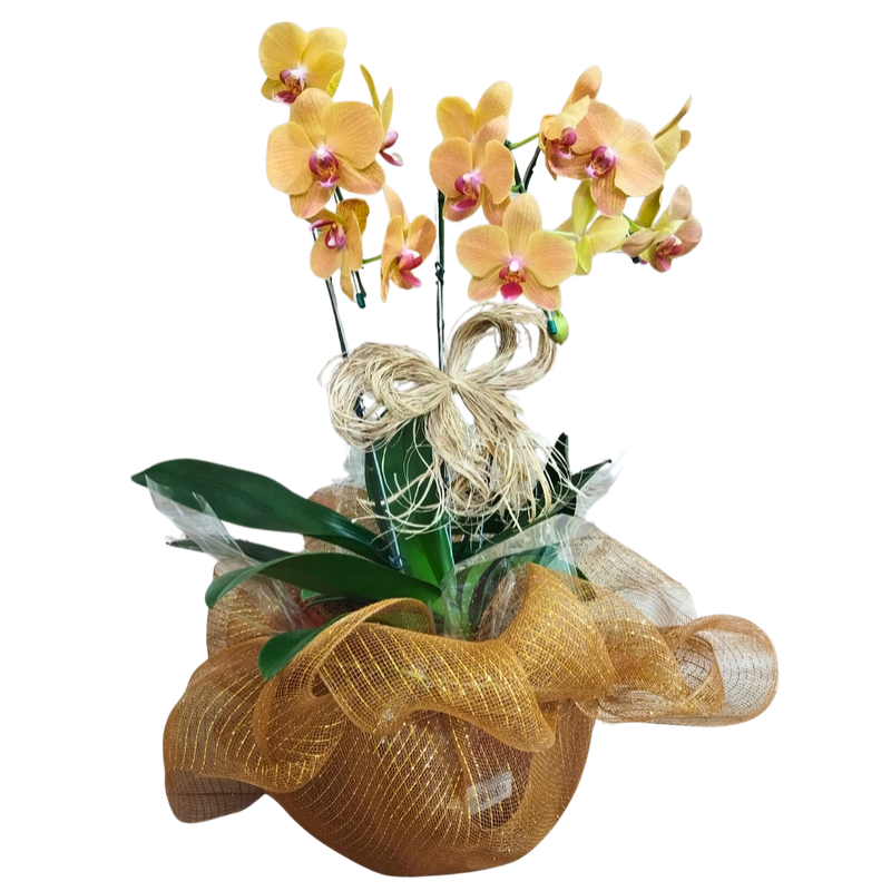 Orquídea Phalaenopsis 3 Hastes Pote 30 