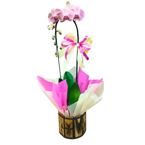 Orquídea Phalaenopsis 1 Haste Pote 12