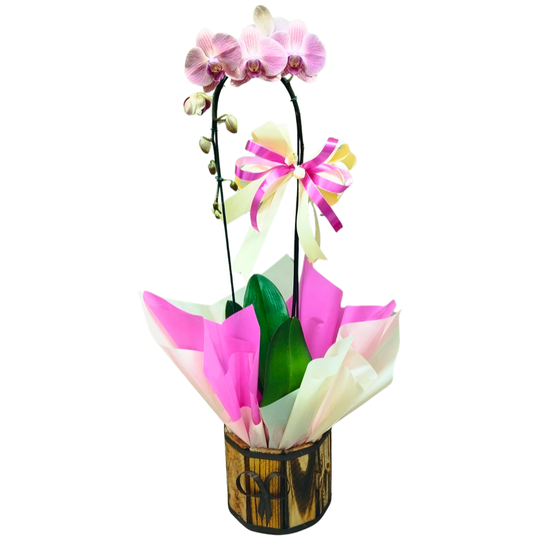 Orquídea Phalaenopsis 1 Haste Pote 12