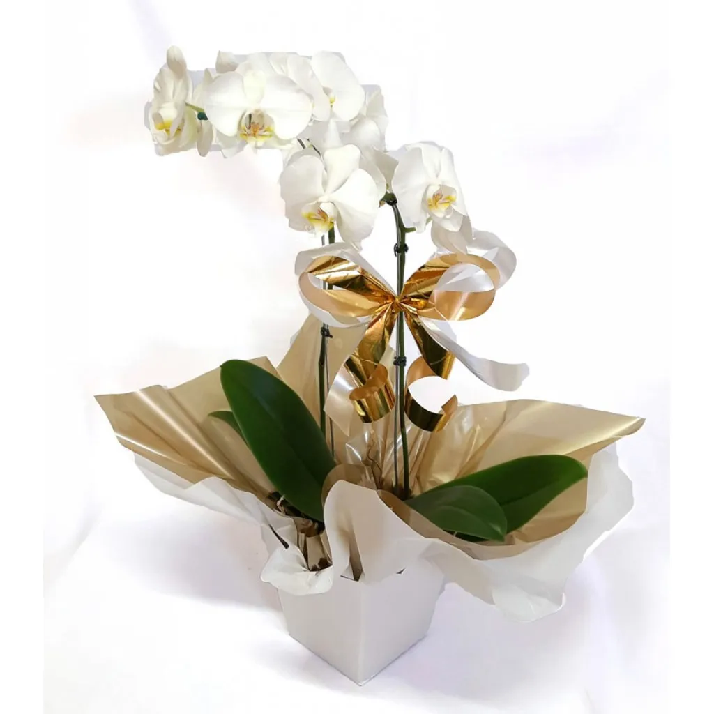 Orquídea Phalaenopsis Branca com 2 Hastes 60cm no Cachepô de Papelão