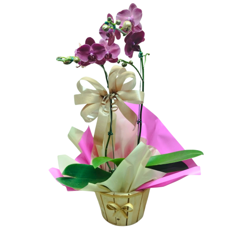 Orquídea Phalaenopsis 2 Hastes Pote 15 "Foto real do produto"