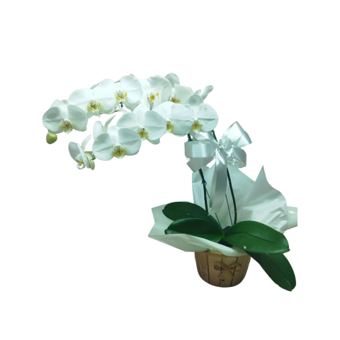 Orquídea Phalaenopsis 2 Hastes Pote 15 "Foto real do produto"