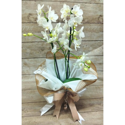 Orquídea Phalaenopsis 2 Hastes Pote 12