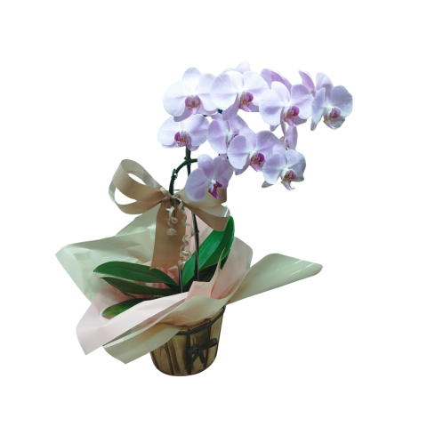 Orquídea Phalaenopsis 2 Hastes Pote 15 "Foto real do produto"