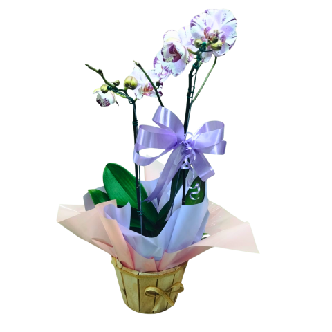 Orquídea Phalaenopsis 2 Hastes Pote 15 "Foto real do produto"