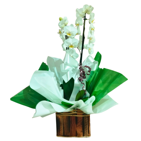 Orquídea Phalaenopsis 2 Hastes Pote 12 "Foto real do produto"